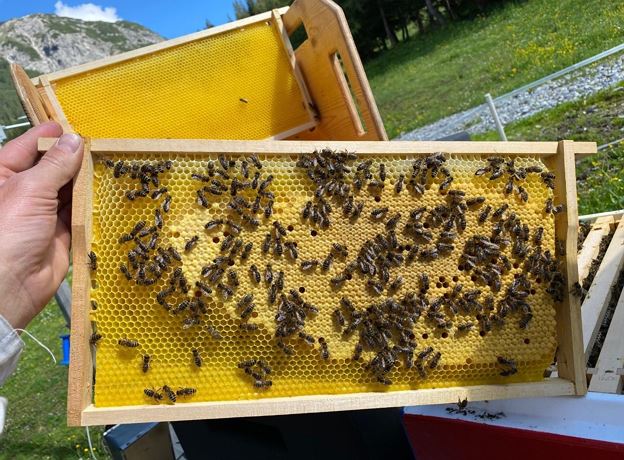 Ausstellung 'Bienen erleben'